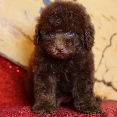 Chó Poodle con lông xoăn màu nâu đỏ, ngồi trên nền vải đỏ, mắt sáng thông minh.