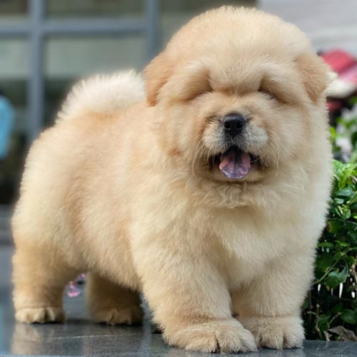 Chó Chow Chow lông vàng mịn đang đứng ngoài trời, miệng hé cười