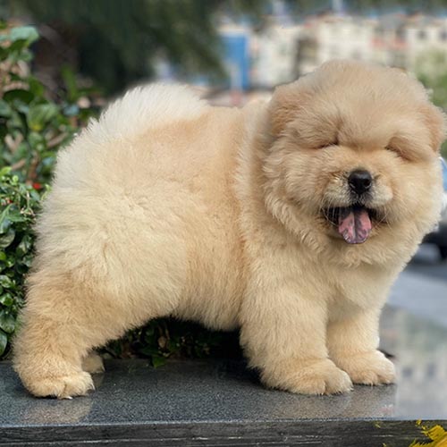 Chó Chow Chow lông dày màu kem đứng ngoài trời, thở lưỡi
