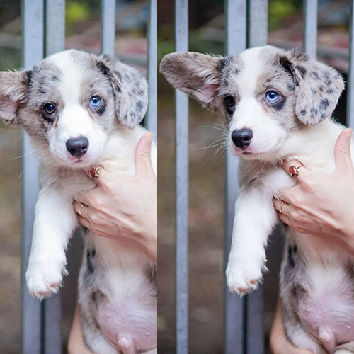 Corgi Cardigan Blue Merle hơn 1 tháng tuổi với bộ lông đốm xám và đôi mắt xanh hiếm có