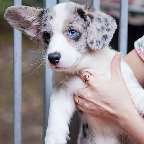 Chó Corgi Cardigan mắt xanh, lông Blue Merle hiếm đẹp.