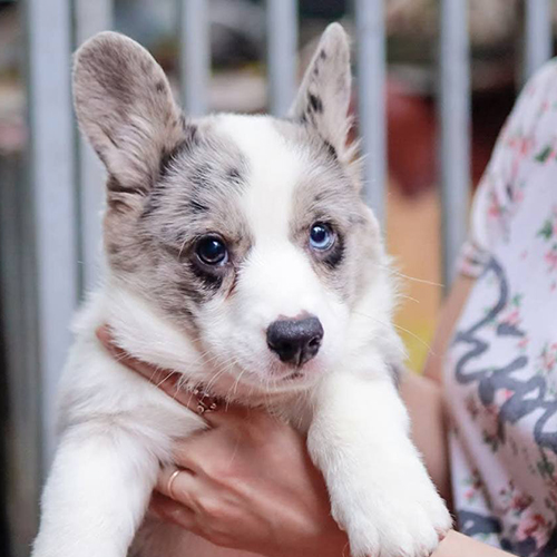 Chó Corgi thuần chủng mắt xanh được bế trên tay