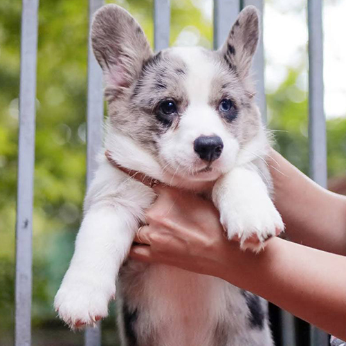 Corgi Merle thuần chủng tại trang trại Chomeocanh.com