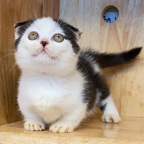 Mèo Scottish Fold chân ngắn bicolor đáng yêu, mắt vàng tròn long lanh.