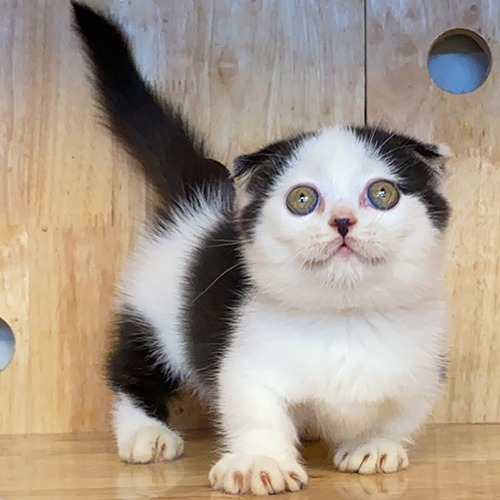 Mèo Munchkin Scottish tai cụp chân ngắn tuxedo thuần chủng đáng yêu