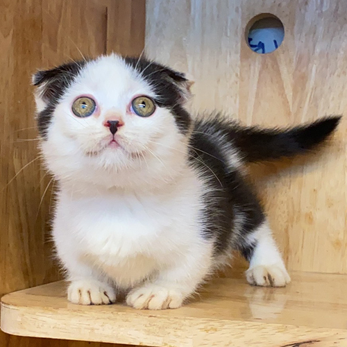 Mèo Scottish tai cụp Munchkin chân ngắn màu tuxedo đáng yêu