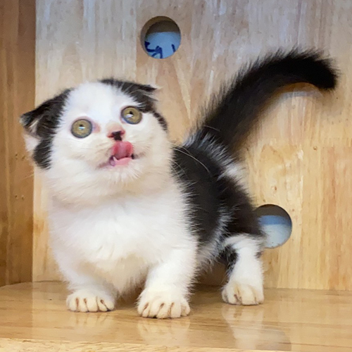 Mèo Munchkin Scottish chân ngắn tai cụp màu Tuxedo đáng yêu.