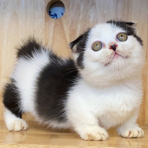 Mèo Munchkin Scottish chân ngắn tai cụp màu Tuxedo đáng yêu.