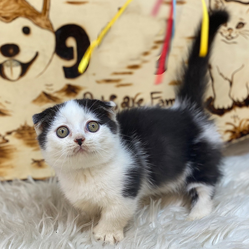 Mèo Scottish Munchkin chân ngắn tai cụp màu tuxedo đáng yêu
