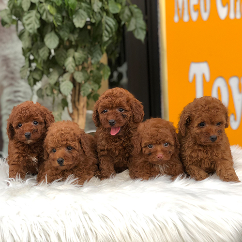 Đàn chó Poodle nâu đỏ đáng yêu trên thảm lông trắng.