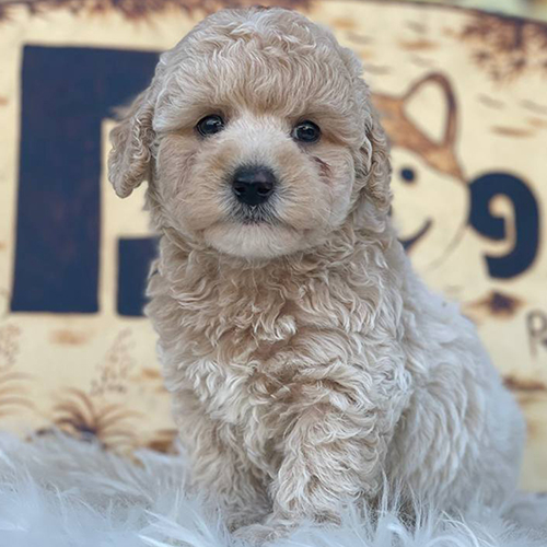 Chó Poodle lông xoăn màu kem, đáng yêu và thuần chủng.