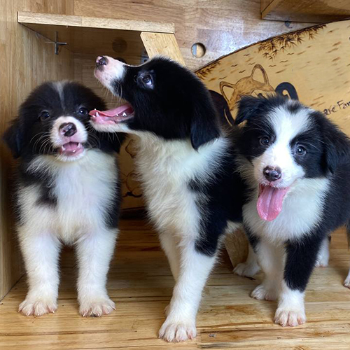 đàn chó Border Collie đen trắng tinh nghịch tại Chomeocanh.com