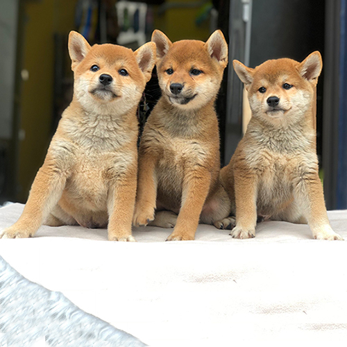 Ba chó Shiba Inu thuần chủng màu đỏ, thân hình nhỏ gọn, săn chắc, lông dày và khuôn mặt thân thiện