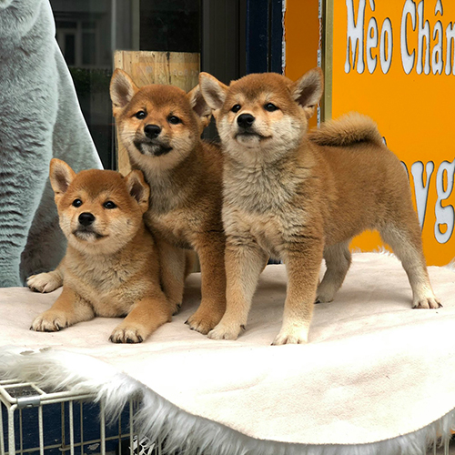 Ba chú chó con Shiba Inu màu nâu đỏ dễ thương, đứng và nằm trên nền vải trắng tại cửa hàng thú cưng.
