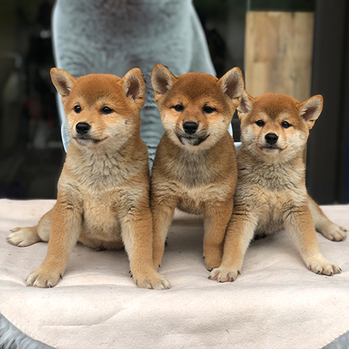 Ba chú chó Shiba Inu con khỏe mạnh và lanh lợi