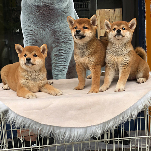 Ba chú chó Shiba Inu nằm và ngồi trên bàn lông trắng