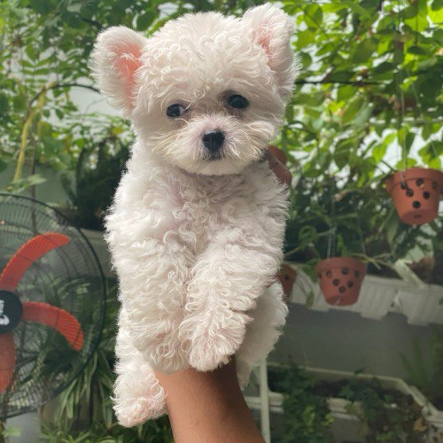 Chó Bichon Frise trắng được bế trên tay trong khu vườn xanh