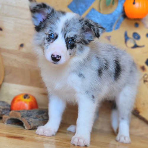 Chó Border Collie Blue Merle mắt xanh dễ thương tại Chomeocanh.com