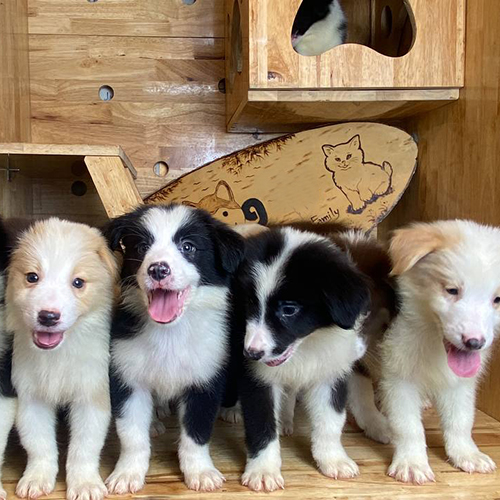 Đàn chó Border Collie con nhiều màu lông đáng yêu