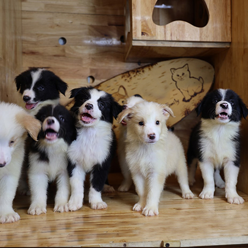 Đàn chó Border Collie con tinh nghịch trong chuồng gỗ.