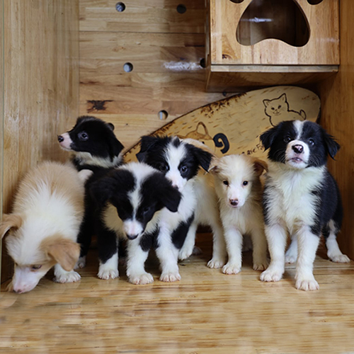đàn chó Border Collie nhiều màu đứng trong chuồng gỗ tại Chomeocanh.com