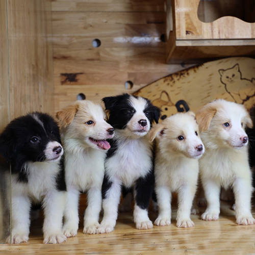 Đàn chó Border Collie con nhiều màu lông đứng trong chuồng gỗ