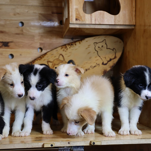 Đàn chó Border Collie con với nhiều màu lông phổ biến