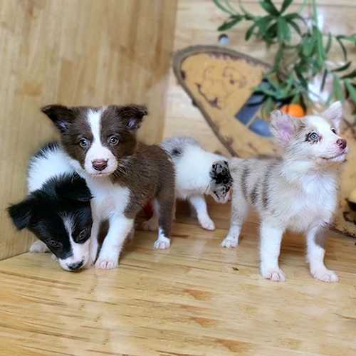 Đàn chó Border Collie con nhiều màu lông trong chuồng gỗ