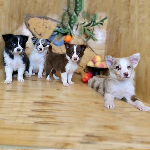 Đàn chó Border Collie thuần chủng nhiều màu tại chomeocanh.com