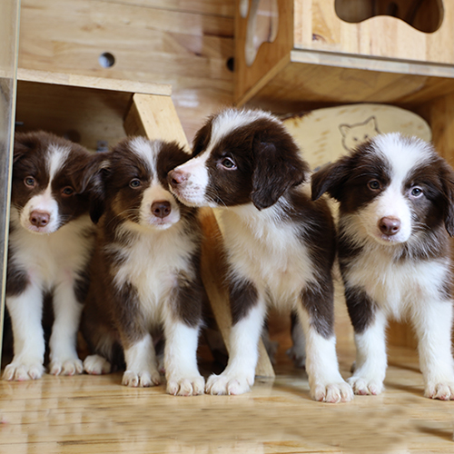 Đàn chó Border Collie nâu đỏ thuần chủng khỏe mạnh, thông minh