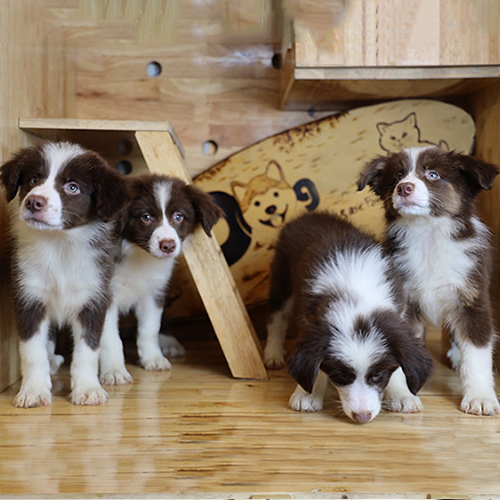 Đàn chó Border Collie nâu đỏ con đáng yêu đang đứng trong chuồng gỗ