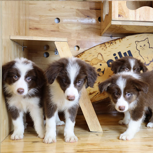 Đàn chó Border Collie nâu đỏ con trong chuồng gỗ