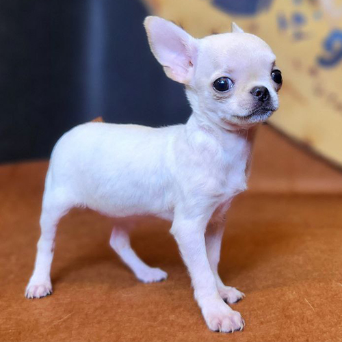 Alt Text:Chó Chihuahua trắng thuần chủng lông ngắn, dáng nhỏ gọn