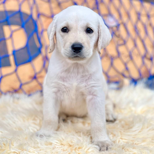 Chó Labrador Retriever con màu vàng kem ngồi nghiêm túc