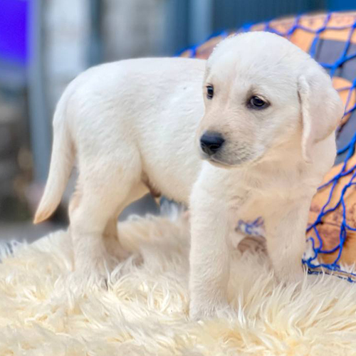 Chó Labrador trắng đứng trên thảm lông mềm mại