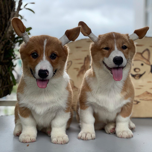 Hai chú chó Corgi đang chuẩn bị phối giống với tinh thần vui vẻ và khỏe mạnh