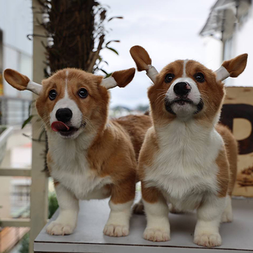 : Cặp đôi chó Corgi có giấy VKA tại Chomeocanh.com.