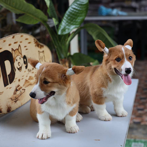 Cặp đôi chó Corgi đực cái có giấy VKA tại Chomeocanh.com.
