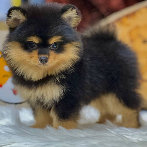 Chó Pom Thái Black & Tan dáng nhỏ nhắn đáng yêu.