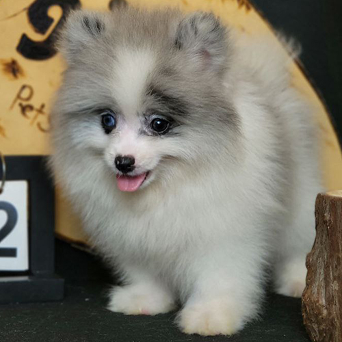 Chó Phốc Sóc mini Blue Merle cute dễ thương