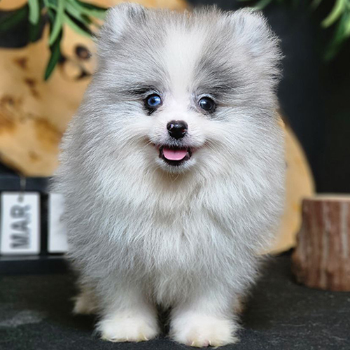Phốc Sóc Blue Merle, 2 tháng tuổi, lông xám trắng, mắt xanh và đen độc đáo.