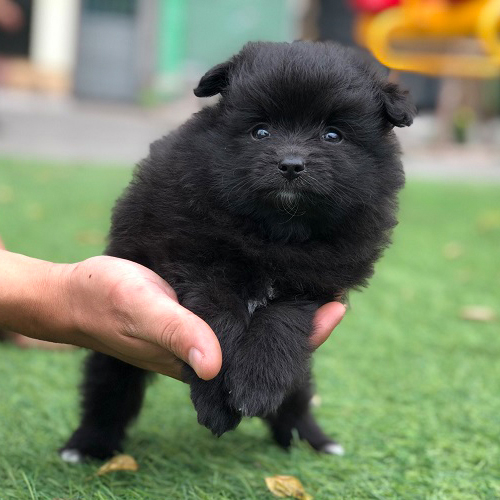 Phốc Sóc 2 tháng tuổi, lông đen tuyền bóng mượt, bé đực đáng yêu.