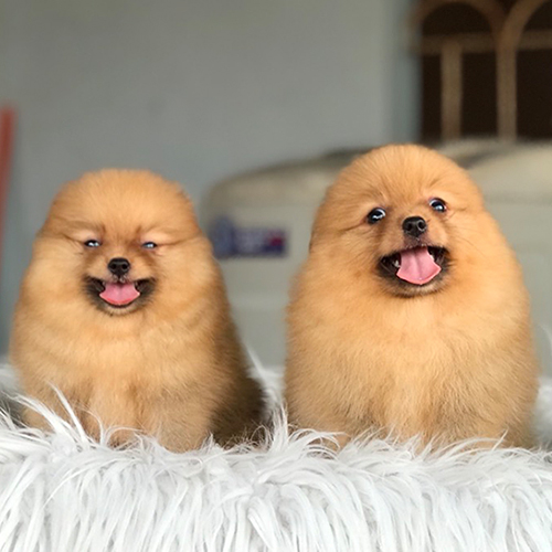 Hai bé chó Phốc Sóc vàng thuần chủng đáng yêu trên nền lông trắng