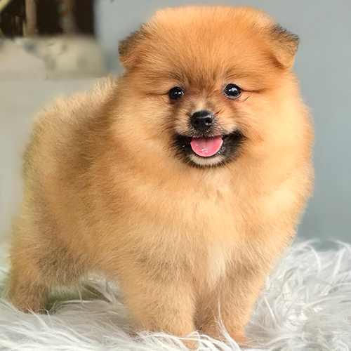 Chó Phốc Sóc màu cam sable với lớp lông đen phủ nhẹ trên nền cam đặc trưng