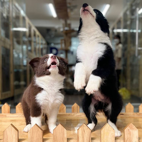 Hai chú chó Border Collie nâu trắng và đen trắng tinh nghịch, đứng trên hàng rào gỗ