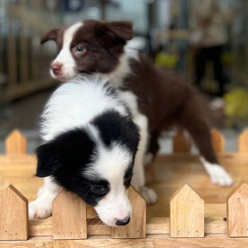 Hai chó Border Collie con đen trắng và nâu đỏ dễ thương
