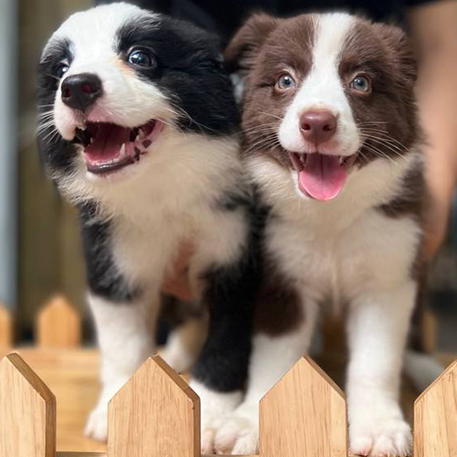 Border Collie Geronimo đen trắng và nâu trắng đang tạo dáng dễ thương