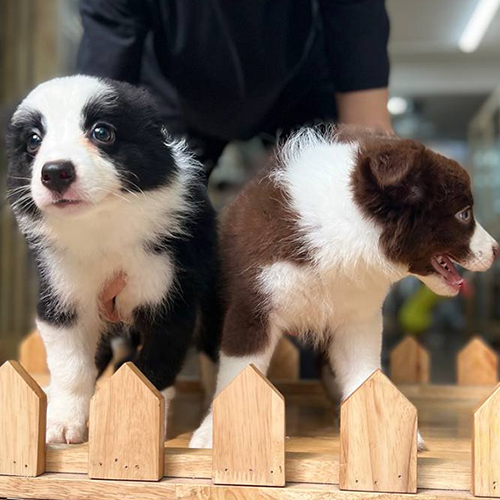 chó Border Collie con đen trắng và nâu đỏ đứng cạnh nhau trong chuồng gỗ, lông dày, mắt sáng, dễ thương