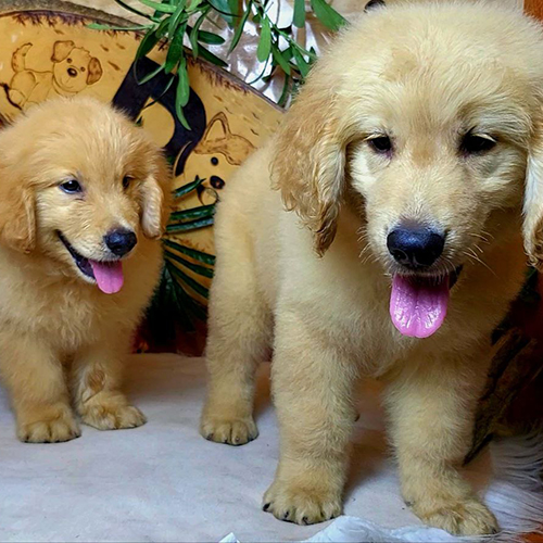 Hai chó Golden lông vàng đậm, lưỡi hồng, màu lông chuẩn theo tuổi và vị trí