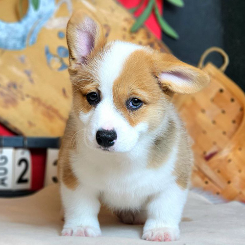 Chó Corgi Pembroke béo mập tai cụp cực dễ thương.